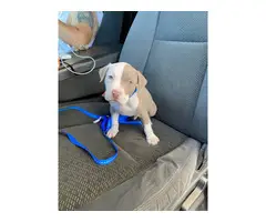 Male pit bull puppy looking for home - 2