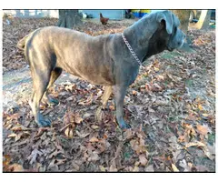 8 Cane Corso puppies for sale - 3