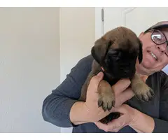 3 AKC English Mastiff puppies for sale - 6