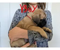 3 AKC English Mastiff puppies for sale - 9