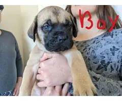 3 AKC English Mastiff puppies for sale - 10