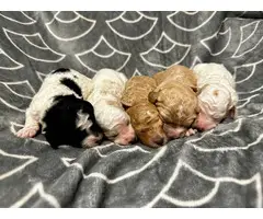 F1b Golden-doodle puppies for sale