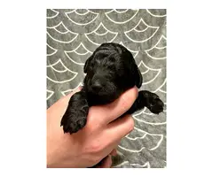 F1b Golden-doodle puppies for sale - 4