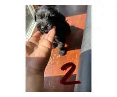 9 weeks old Miniature Schnoxie puppies for sale - 3