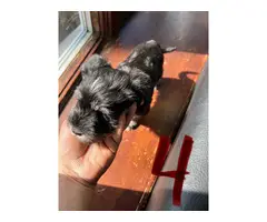 9 weeks old Miniature Schnoxie puppies for sale - 8