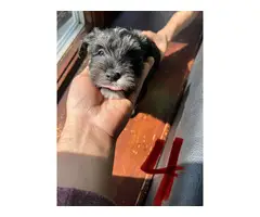 9 weeks old Miniature Schnoxie puppies for sale - 9