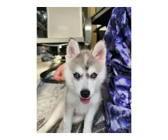 Pomsky puppy with travel crate and food