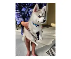 Pomsky puppy with travel crate and food - 6