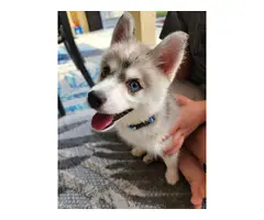 Pomsky puppy with travel crate and food - 8