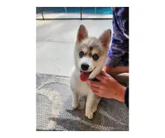 Pomsky puppy with travel crate and food - 9