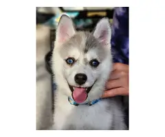 Pomsky puppy with travel crate and food - 10