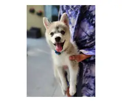 Pomsky puppy with travel crate and food - 11