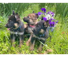 3 Beautiful female German Shepherd puppies