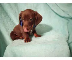 4 Adorable AKC Dachshund puppies for sale