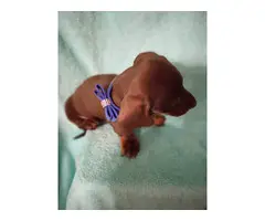 4 Adorable AKC Dachshund puppies for sale - 2