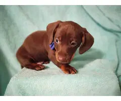 4 Adorable AKC Dachshund puppies for sale - 3
