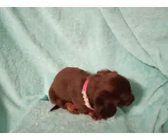 4 Adorable AKC Dachshund puppies for sale - 4