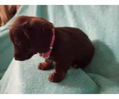 4 Adorable AKC Dachshund puppies for sale - 5