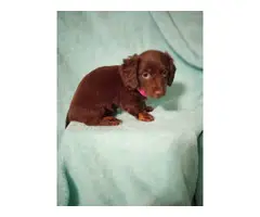 4 Adorable AKC Dachshund puppies for sale - 7