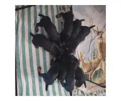 Doberman pups with papers
