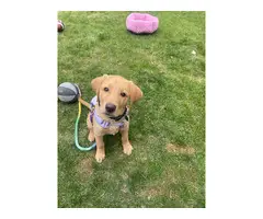 3-month-old adorable yellow Lab puppy