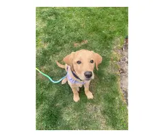 3-month-old adorable yellow Lab puppy - 2