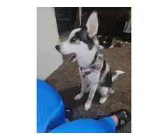 Gorgeous 6 months old husky needs a loving home
