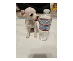 2 Chihuahua puppies available