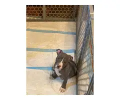 10 weeks old blue nose pit bull puppies - 2