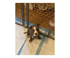 10 weeks old blue nose pit bull puppies - 4