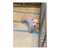 10 weeks old blue nose pit bull puppies - 6