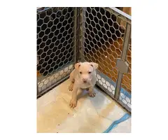 10 weeks old blue nose pit bull puppies - 7