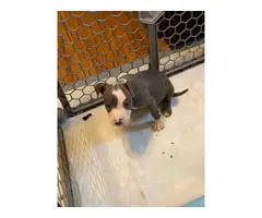 10 weeks old blue nose pit bull puppies - 9