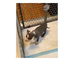 10 weeks old blue nose pit bull puppies - 10