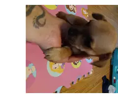 Deer Head Chihuahuas ready for a forever home - 4