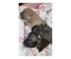 2 male French Bulldogs for adoption - 3