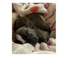2 male French Bulldogs for adoption - 4