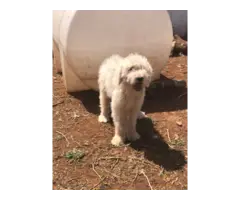 4 months old Komondor puppies for sale