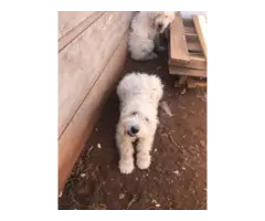 4 months old Komondor puppies for sale - 6