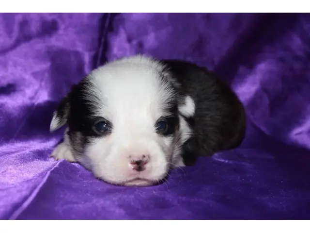 4 male Corgi Puppies for sale - 9/11