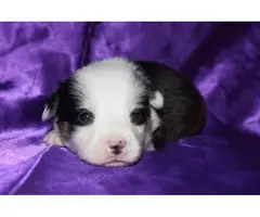4 male Corgi Puppies for sale - 9