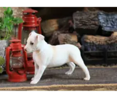 Purebred Decker Rat Terrier puppies - 6