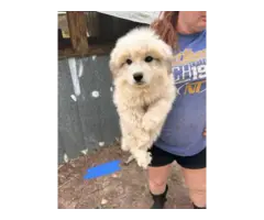 Great Pyrenees/Anatolian puppies for sale