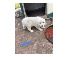 Great Pyrenees/Anatolian puppies for sale - 2