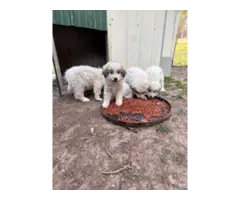 Great Pyrenees/Anatolian puppies for sale - 3