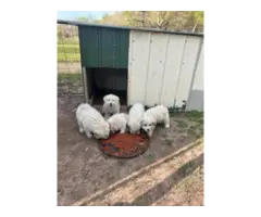 Great Pyrenees/Anatolian puppies for sale - 4