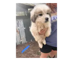 Great Pyrenees/Anatolian puppies for sale - 6