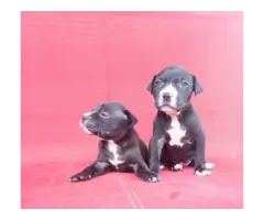 Blue pit bull terrier puppies for sale