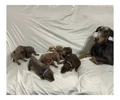 8 Doberman Pinscher puppies for sale