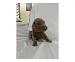 8 Doberman Pinscher puppies for sale - 4